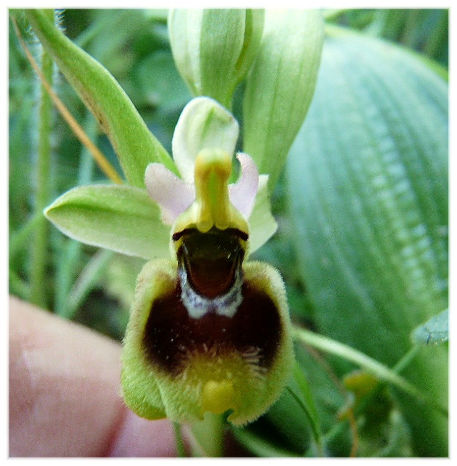 Ophrys tenthredinifera